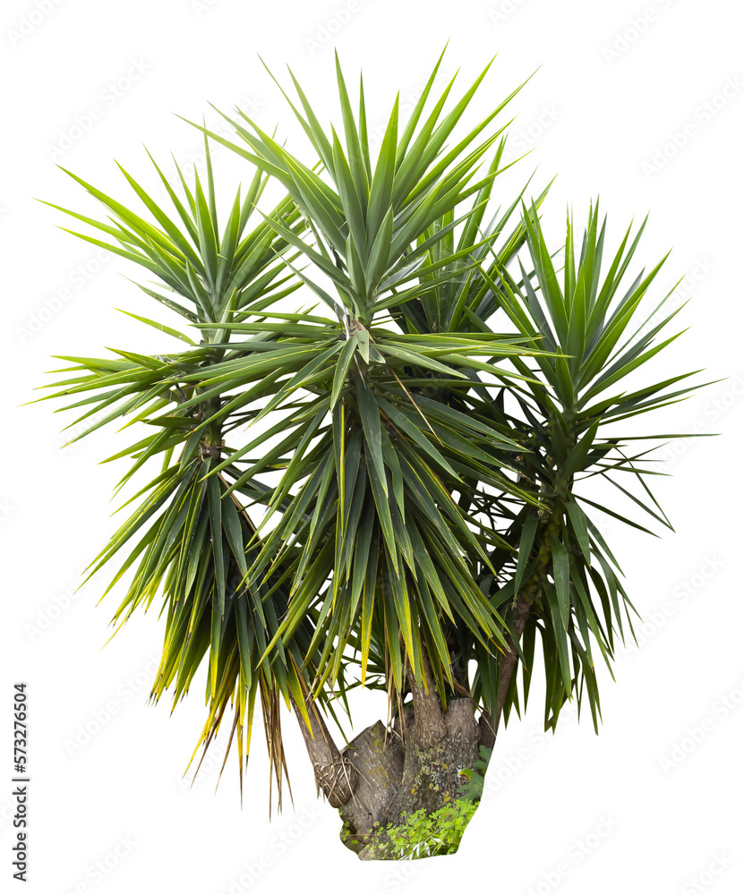 Aufkleber Isolated cutout PNG of a yucca on a transparent background	