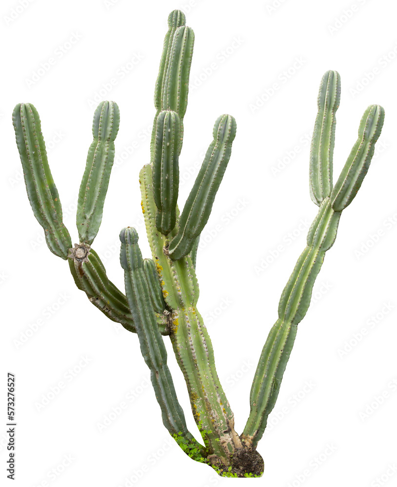 Poster isolated cutout png of a cactus on a transparent background