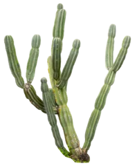 Zelfklevend Fotobehang Isolated cutout PNG of a cactus on a transparent background © NomadPhotoReference