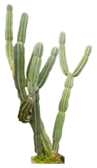 Foto op Plexiglas Cactus Isolated cutout PNG of a cactus on a transparent background