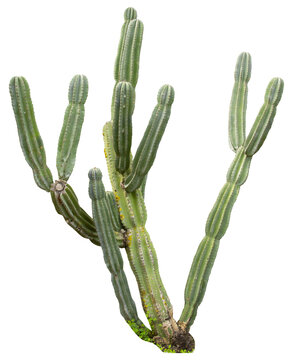 Isolated cutout PNG of a cactus on a transparent background