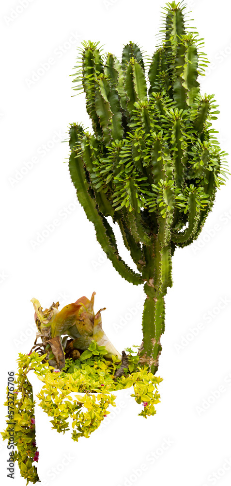 Poster isolated cutout png of a cactus on a transparent background