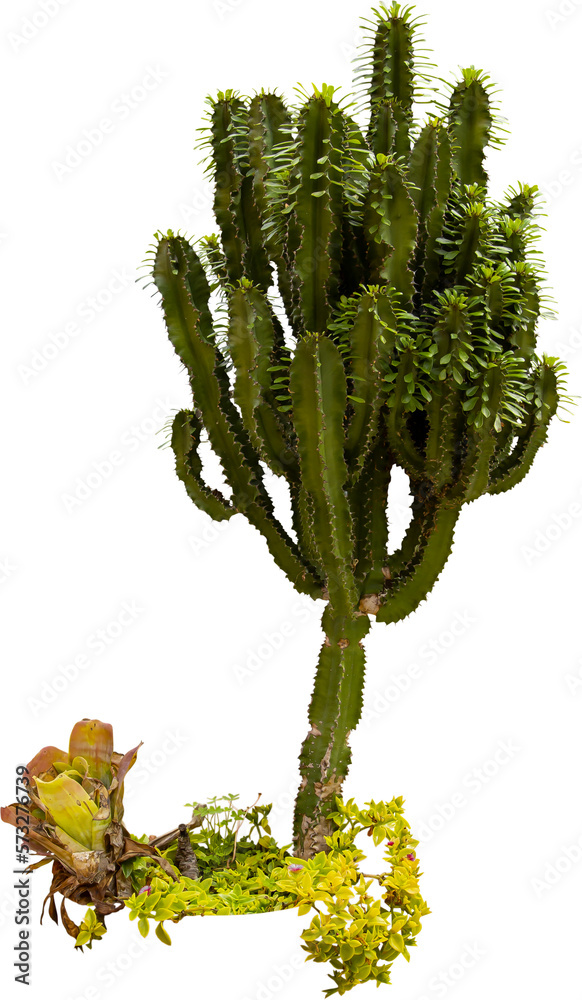 Poster isolated cutout png of a cactus on a transparent background