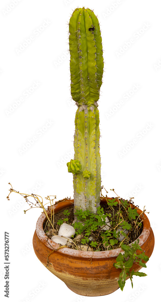 Poster isolated cutout png of a cactus on a transparent background