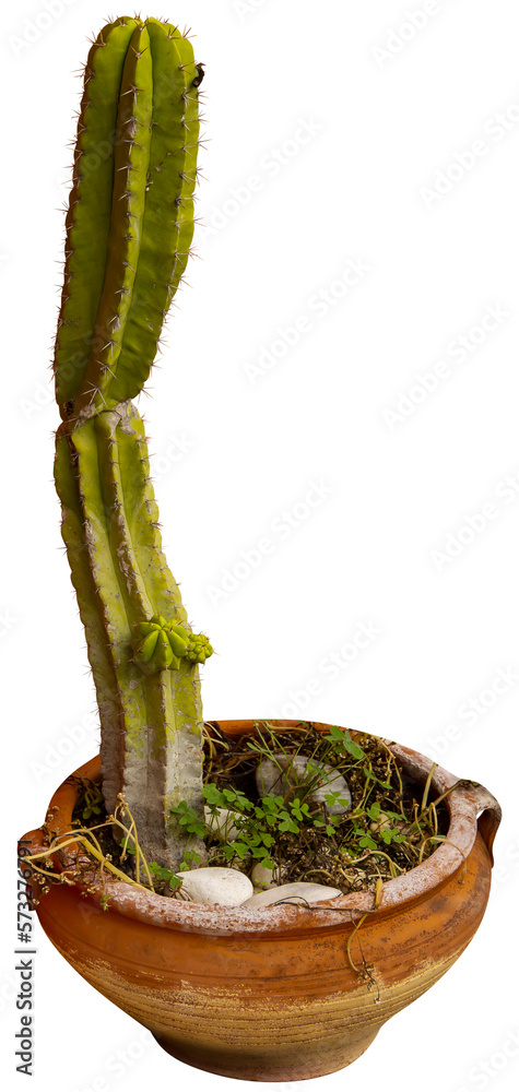 Poster isolated cutout png of a cactus on a transparent background