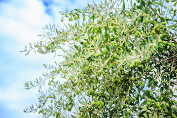 Close up of olive tee branches with ripe olives against the sunny summer blue sky.