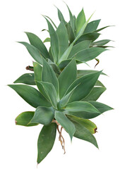 Isolated cutout PNG of agaves on a transparent background