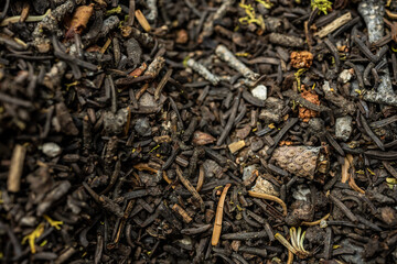 Close Up of Forest Floor