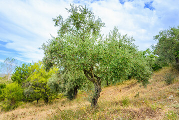 Fototapeta premium Olive tee with ripe olives against the sunny summer blue sky.
