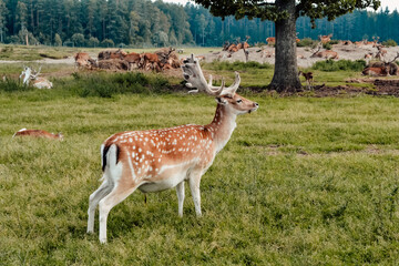 deer, stags with antlers walk in the meadow, deer garden