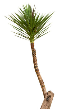 Isolated cutout PNG of a yucca on a transparent background	