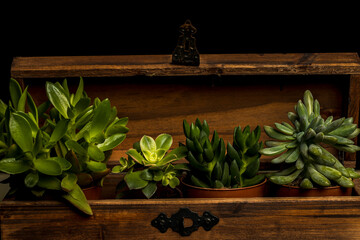 macro photography of succulents in wooden box