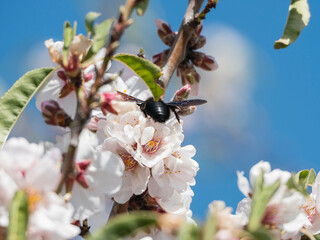 Abejorro entre flores de almendro