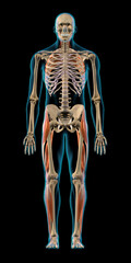 Full Body Anatomical Model of Male Spiral Network of Muscles Frontal View on Black Background - 573279115