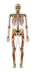 Full Body Anatomical Model of Male Spiral Network of Muscles Frontal View  on White Background - 573279127