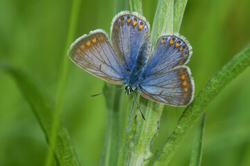 Closeup on the small and colorful Icarus blue butterfly, Polyommatus icarus with spread wings in the grass