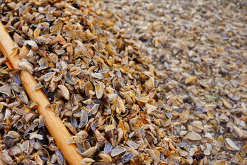 muszelki © Damian