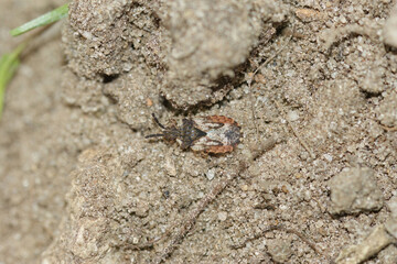 Closeup on a small common flatbug, Aradus depressus on the soil
