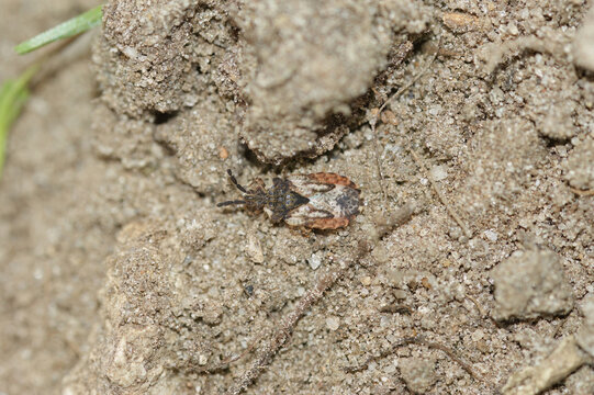 Closeup on a small common flatbug, Aradus depressus on the soil