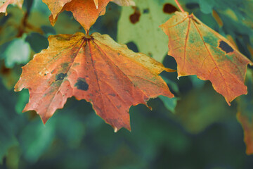 Close up of maple leaves on tree