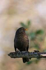 Brown bird with orange beak in front of beige green background