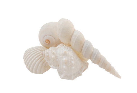 White seashells arrangement isolated on transparency png file