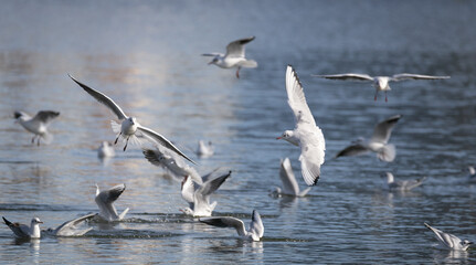 Flying seagull group with water background