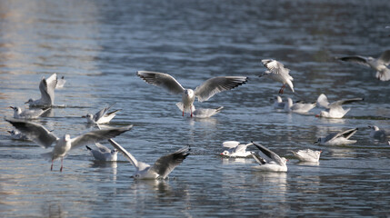 Flying seagull landing on water surface in group of birds