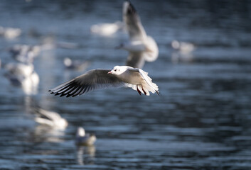 Flying shot of black-headed gull individual at water 