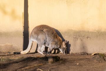 The red-necked wallaby or Bennett's wallaby (Macropus rufogriseus), common in the Australia © Kaja