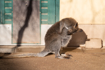 The red-necked wallaby or Bennett's wallaby (Macropus rufogriseus), common in the Australia © Kaja