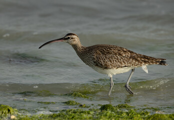 Whimbrel in the morning hours at Eker creek during low tide, Bahrain