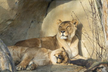 Two lionesses (Panthera leo) resting and sunbathing at a zoo . Wildlife animal.