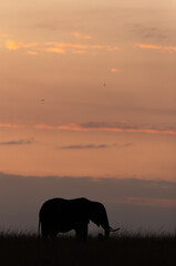 Fototapeta na wymiar Silhouette of a African elephant during sunset, Masai Mara, Kenya
