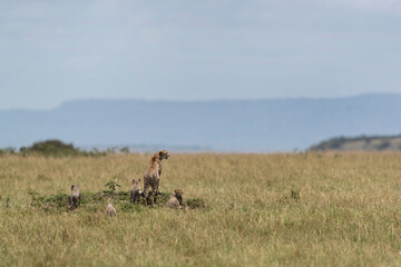 Naklejka na ściany i meble Cheetah along with cubs on a mound at Masai Mara, Kenya