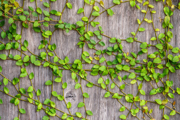 Green creeper with many small leaves spreading across the grooved surface of a faded wood residential fence, with light digital oil-painting effect.