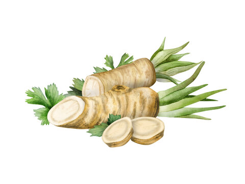 Watercolor realistic horseradish roots and slices with parsley illustration. Cooking herbs ingredients for recipies