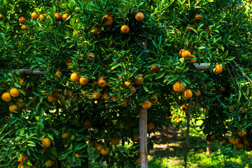 Orange tree, Oranges branch with green leaves.