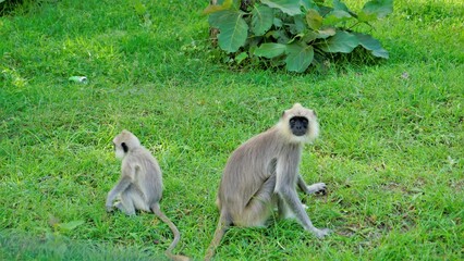 Female Gray langurs, also called Hanuman monkeys or Semnopithecus with their playful baby