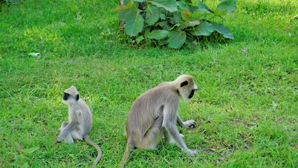 Female Gray langurs, also called Hanuman monkeys or Semnopithecus with their playful baby