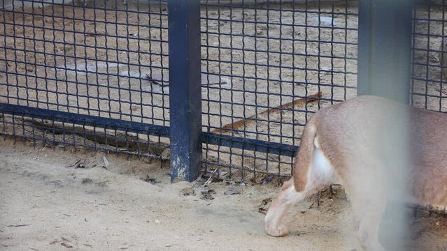 Caracal in the zoo enclosure..