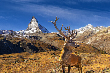 Red deer in front of the Matterhorn