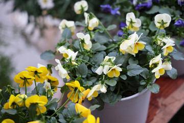 Colori primaverili: fiori all’esterno del negozio di un fiorista 