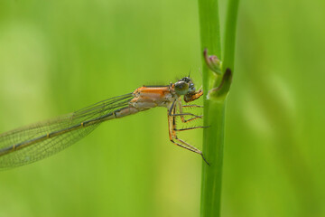 Closeup on a pink colored Blue-tailed damselfly Ischnura elegans eating a small insect