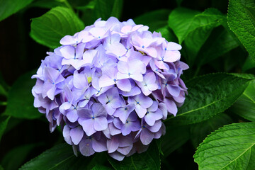 blooming Hydrangea(Big-leaf Hyrdangea) flower,close-up of blue with purple Hydrangea flower blooming in the garden
