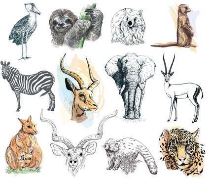 Big set of hand drawn sketch style animals isolated on white background. Vector illustration.