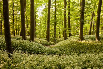 Beautiful white and green wild blooming garlic in the beech forest at sunset