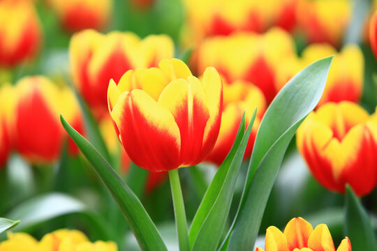 amazing view of blooming colorful Tulip flower,close-up of beautiful red with yellow Tulip flower blooming in the garden
