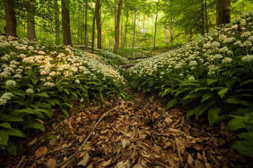 blooming garlic in the beech forest at sunset