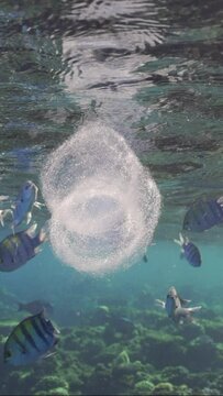 Vertical video, Colonial Pyrosoma Tunicates drifts under surface of the blue water in sunlights. Slow motion, Pyrosomes, colony hundreds to thousands individuals called zooids 